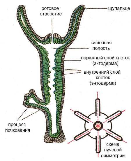 Кракен даркнет аккаунт
