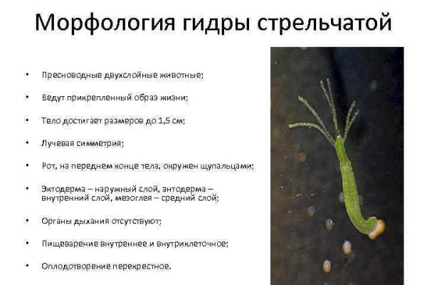Кракен браузер