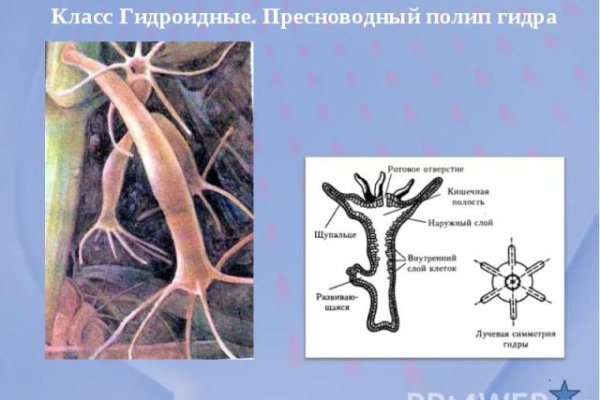 Как зайти в кракен торе